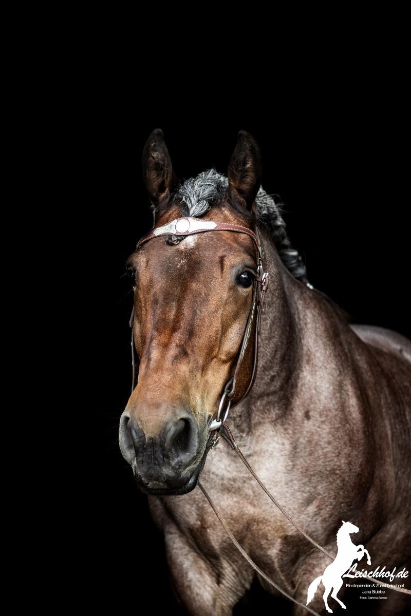 calina4