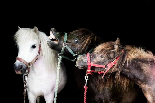 ponys1