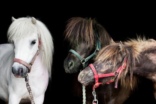 ponys2